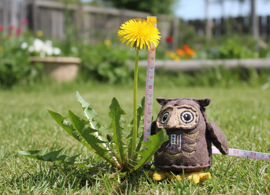 フェルトのフクロウ２