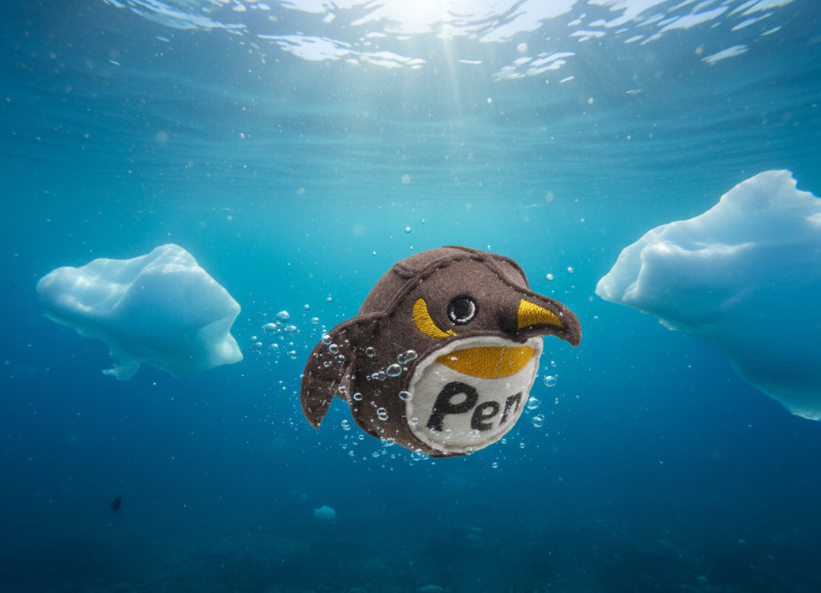 フェルトのペンギンダルマ